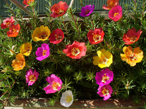 flowers, background.jpg