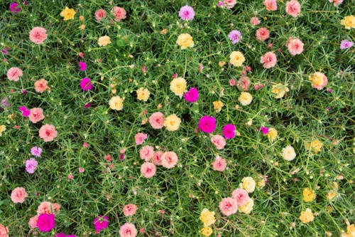 Colorful Common Purslane flowers.jpg