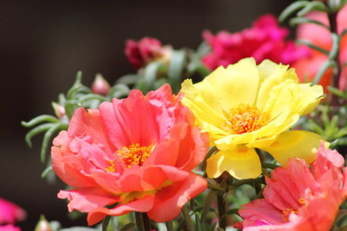 close up of a portulaca plant.jpg