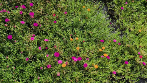 4k real time video footage. Common Purslane flower Multicolored in garden or park. Camera angle movi.jpg