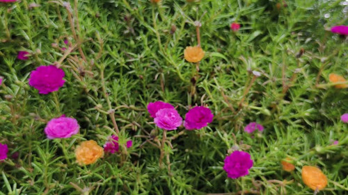 4k real time video footage. Common Purslane flower and bee are searching for food on flowers..jpg