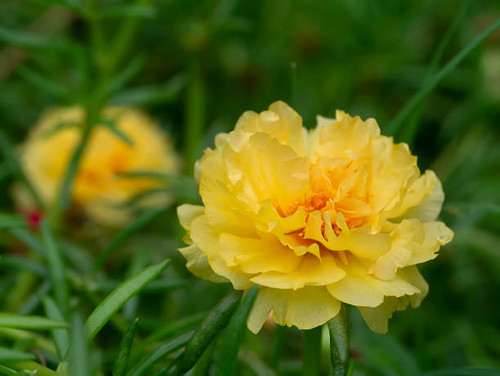 Close up Yellow Portulaca flower. (Scientific name Portulaca oleracea).jpg