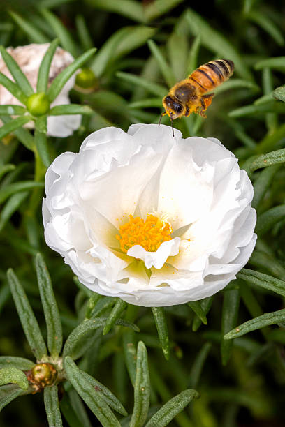 Honey bee collecting pollen.jpg