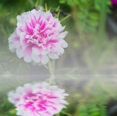 Common Purslane flower reflected in water.jpg