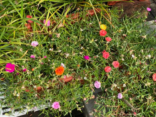 Common porslane also known as Portulaca oleracea is an annual succulent in the family Portulacaceae,.jpg