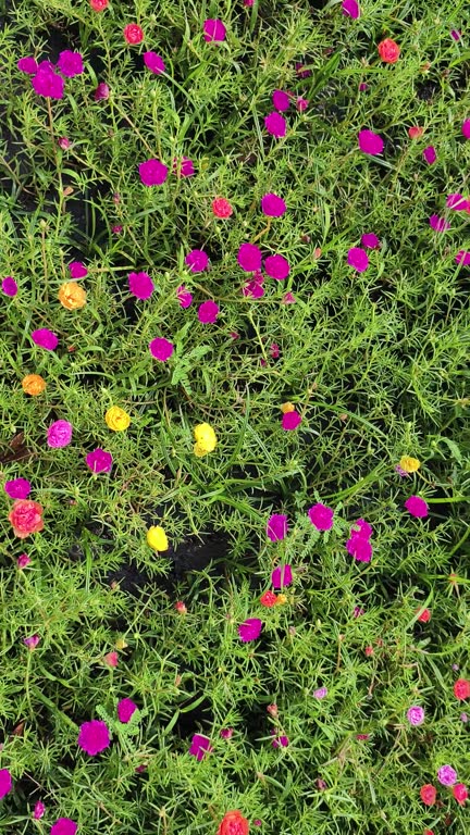 4k real time video footage. Common Purslane flower Multicolored in garden or park. Camera angle movi.jpg