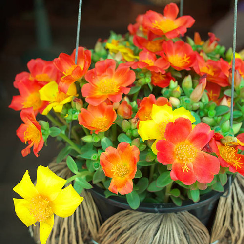common purslane flowers blooming in flowerpot.jpg