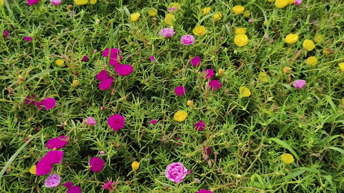 4k real time video footage. Common Purslane flower Multicolored in garden or park. Camera angle move.jpg
