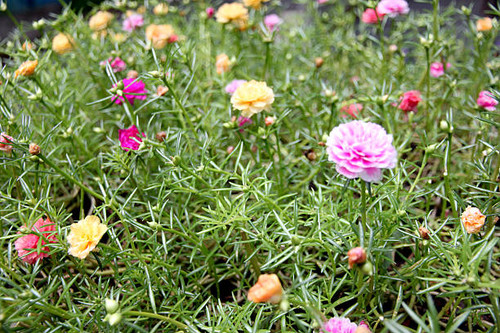 Common purslane flowers in the garden behind the house..jpg