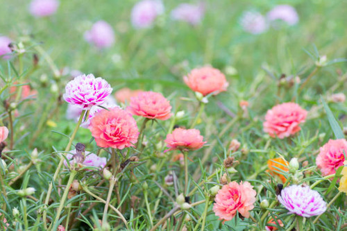 Common Purslane bloom On blurred background.jpg