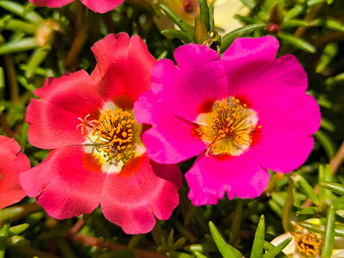 moss roses in blossom.jpg