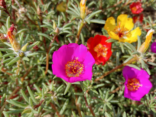 colored Shrubby purslane flowers. Portulaca suffrutescens.jpg