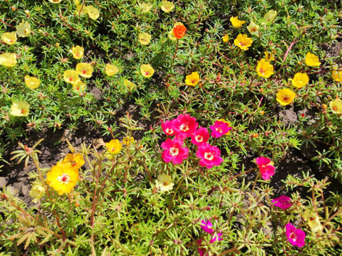 portulaca plant in blossom.jpg