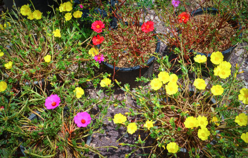 colorful common purslane verdolaga pigweed or little hogweed in pot nature and flower in the garden.jpg