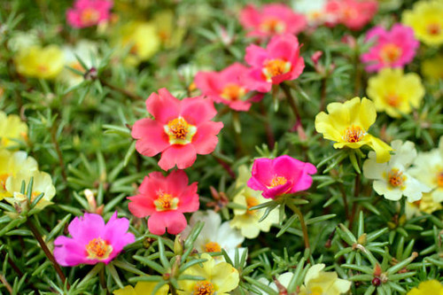 moss roses in blossom close up.jpg
