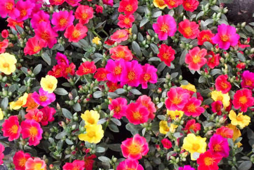 Colorful floral background from small flowers.jpg