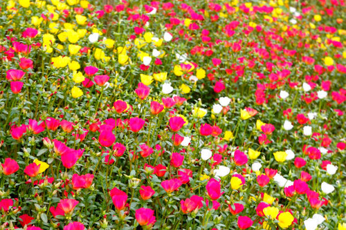 photo of colorful common purslane or verdolaga flower in the garden.jpg