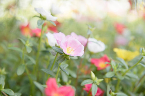 Colorful Common Purslane flowers, Wallpaper concept on a natural background.jpg