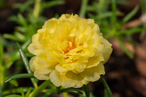 Close up, Amazing beautiful flowers background..jpg