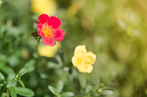 Blur vintage beautiful common purslane flowers red and yellow in sunny day.jpg