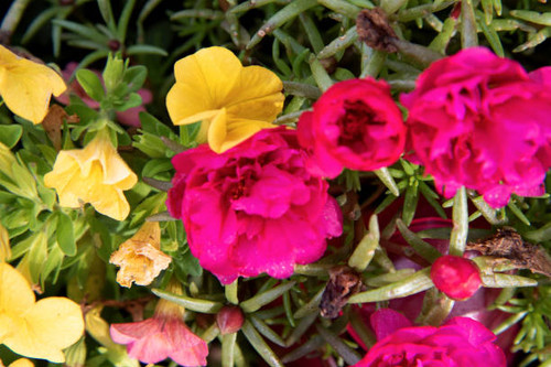 colorful flower blossoms in the garden in niederlangen, emsland, lower saxony, germany at the last s.jpg
