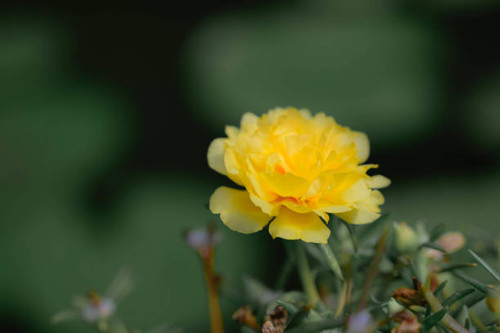 Close up and soft focus o yellow Rosemoss flower.jpg