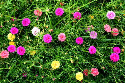 colorful flower in the garden.jpg