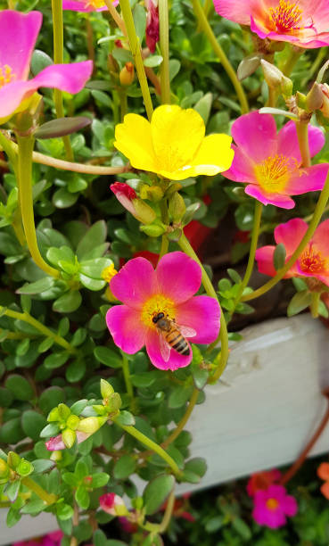 Colorful flowers in the garden in spring. Home gardening..jpg