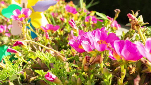 Colorful flowers blooming with the sun.jpg