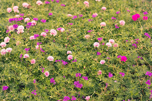 Common Purslane, Portulaca, Rosemoss.jpg
