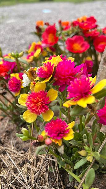 Common Purslane or Verdolaga or Pigweed or Pusley flower in bloom.jpg