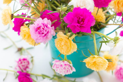 Common Purslane or Pusley plant in the flower pot..jpg