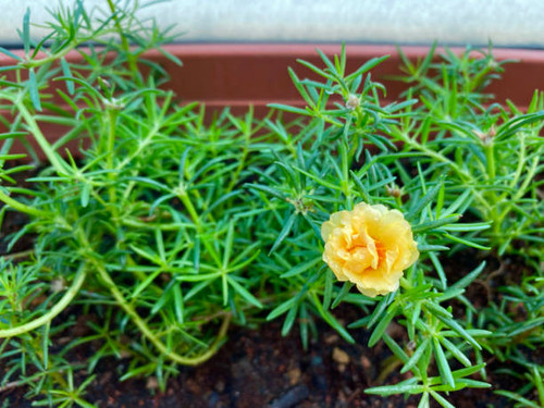 Close up Yellow Portulaca flower or Moss-rose purslane. (Scientific name Portulaca oleracea).jpg