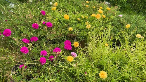 Common Purslane in Garden.jpg