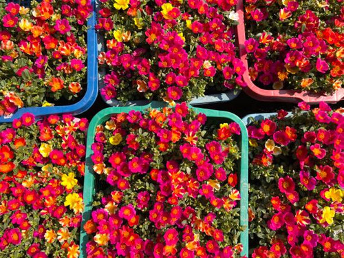 Beautiful flower for home and garden decoration.jpg