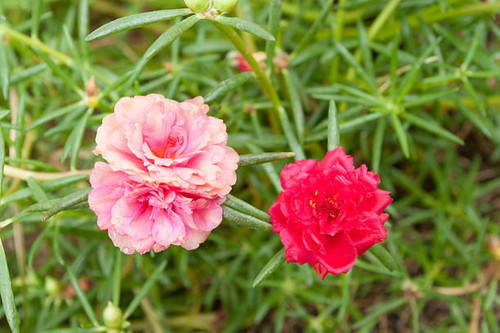 Coral and red rose moss.jpg