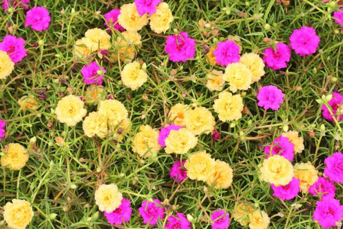 Common Purslane, Verdolaga, Pigweed, Little Hogweed, Pusley.jpg
