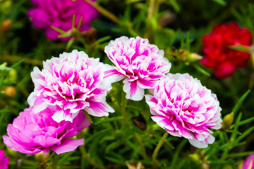 Common Purslane, Verdolaga, Pigweed, Little Hogweed flower in garden.jpg