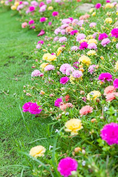Common Purslane(Verdolaga, Pigweed, Little Hogweed, Pusley) in the garden.jpg