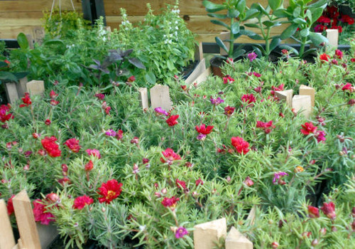 Various plants in plastic containers, on the flower market.jpg