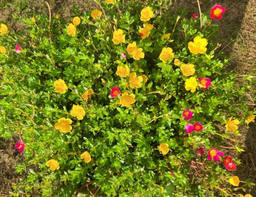 Flower beauty.jpg