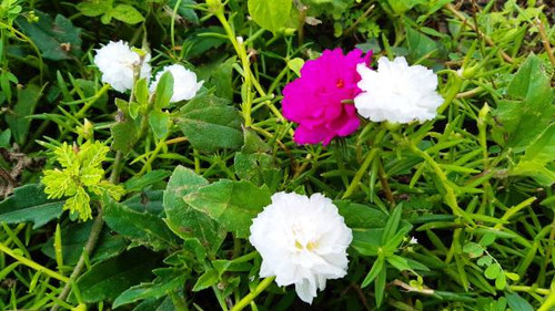 Common purslane,verdolage,pigweed,little hogweed beautiful flower.Thailand..jpg