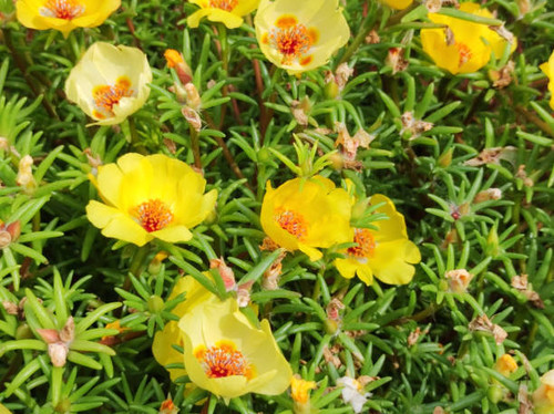 moss roses in bloom in the sunlight.jpg