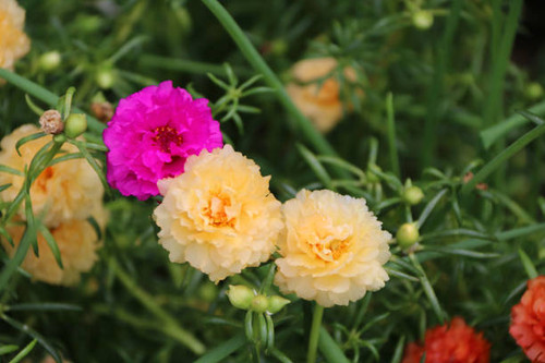 the flower with green leaves background..jpg