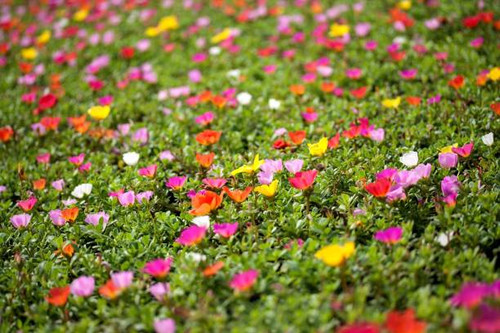close up of flowers growing in field.jpg