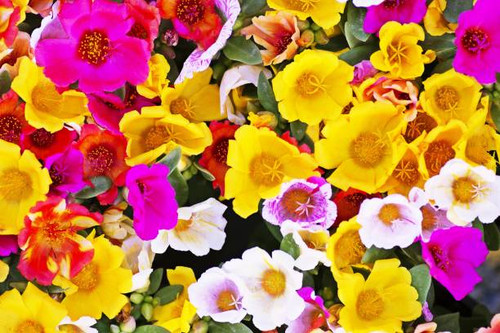 Closed up colorful flowers..jpg