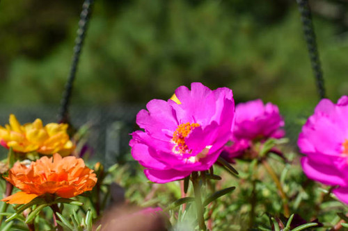 Close-up of Colorful Moss Rose Flowers in a Pot in a Summer Garden.jpg