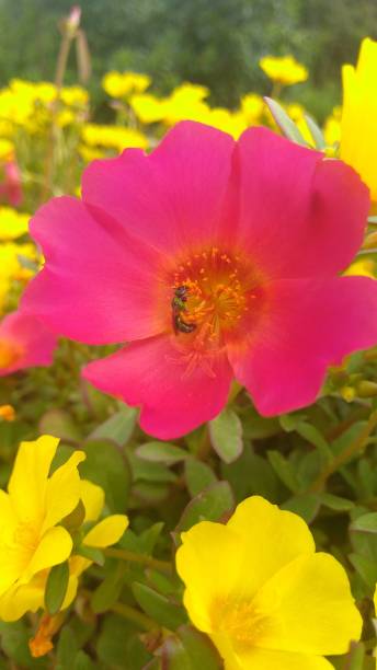 A green bug getting pollen from a pink flower with yellow flowers in the background.jpg