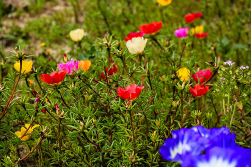 Close up of beautiful red, yellow, purple summer flowers in a garden..jpg