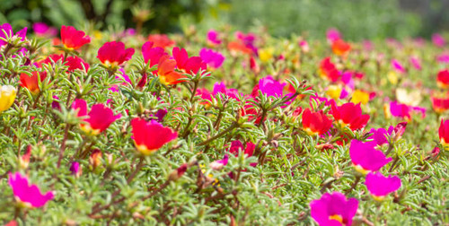 Bright purslane flowers on a flower bed in the park.  Small depth of field. A colorful bed of hogwee.jpg